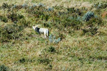 Wildlife Yellowstone<br>NIKON D4, 850 mm, 560 ISO,  1/1000 sec,  f : 7.1 